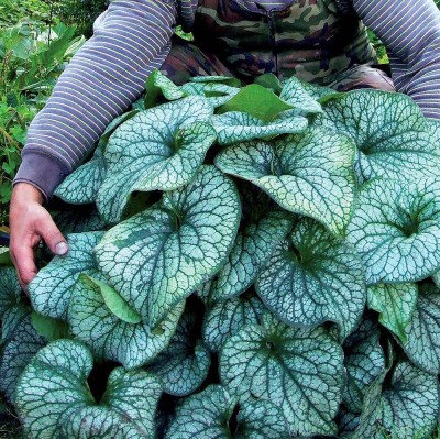 BRUNERA WIELKOLISTNA 'ALEXANDER'S GREAT' (Brunnera macrophylla) – Okazała Bylina Do Zacienionych Miejsc