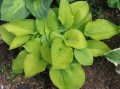hosta golden waffles 1.jpg