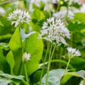 Allium ursinum 1.jpg