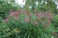Miscanthus sinensis Ferner Osten.jpg