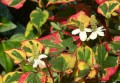 Chameleon(HouttuyniaCordata).JPG