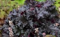 heuchera black taffeta 1.jpg