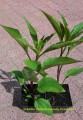 jezówka Elegance Echinacea supreme.jpg