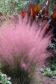 Muhly-Grass-Pink-20.jpg