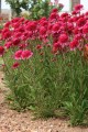 echinacea blackberry truffle..jpg