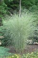 Miscanthus-Morning-Light-2.jpg