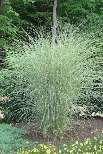 Miscanthus-Morning-Light-2.jpg