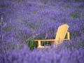 green_acres_lavender_farms_o.jpg