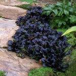 Dąbrówka Ajuga reptans Black Scallop