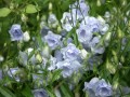 campanula-coch-eliza2.jpg