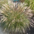Miscanthus-Sinensis-Yaka-Dance.jpg