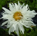 Jastrun Crazy Daisy_.jpg