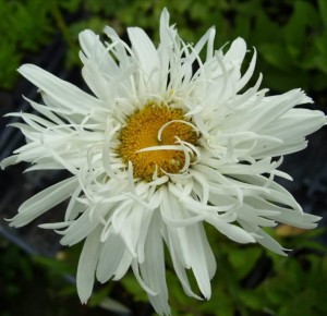ZŁOCIEŃ WSPANIAŁY 'CRAZY DAISY' (Leucanthemum x superbum) – Olśniewająca Biała Eksplozja w Twoim Ogrodzie