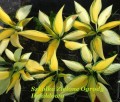 Hosta JUNE 1.jpg