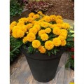 coreopsis_golden_s.jpg