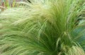 Stipa-tenuissima.jpg