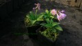 Hosta blue mouse sadz..jpg