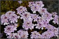 iberis-sempervirens-pink-ice.jpg