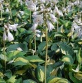 Hosta - Funkia Dream Queen 00.jpg