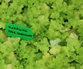 heuchera_lime_marmalade_zieloneogrody.JPG