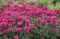 echinacea-blackberry-truffle5.jpg