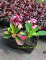 bergenia pink.jpg