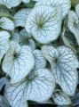 BRAG_0_brunnera_alexanders.jpg