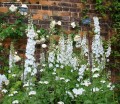 delphinium pacific galahad 1.jpg