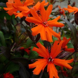 Firletka Akwrighta Vesuvius Lychnis 