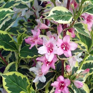 KRZEWUSZKA VARIEGATA Pięknie kwitnie! 0,5 L.