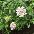 iberis-sempervirens-pink-ice.jpeg