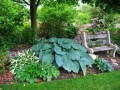 HOSTA BLUE ANGEL 100-120cm.jpg