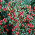 Cotoneaster suecicus Coral Beauty.jpg