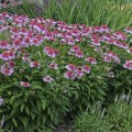 echinacea butterfly kisses.jpg