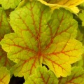 heuchera electra.jpg