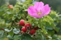 rugosa 1.jpg
