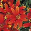 coreopsis ladybird.jpg