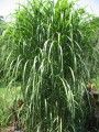 Miscanthus Giganteus33.jpg