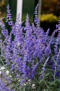PEROVSKIA Lacy Blue Rosyjska Lawenda 