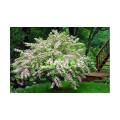krzewuszka-weigela-florida.jpg