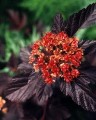 ninebarkseeds_july.jpg