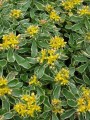 Sedum kamtschaticum Variegatum 2.jpg