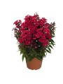 phlox-early-red_3.jpg
