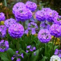 Primula.jpg