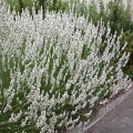 lavandula-edelweiss.jpg