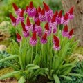 Primula vialii 1.jpg