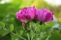 rugosa 3.jpeg
