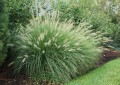 Pennisetum1.jpg