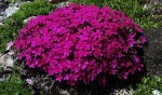 Floks szydlasty Atropurpurea Płomyk
