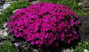Floks szydlasty Atropurpurea Płomyk